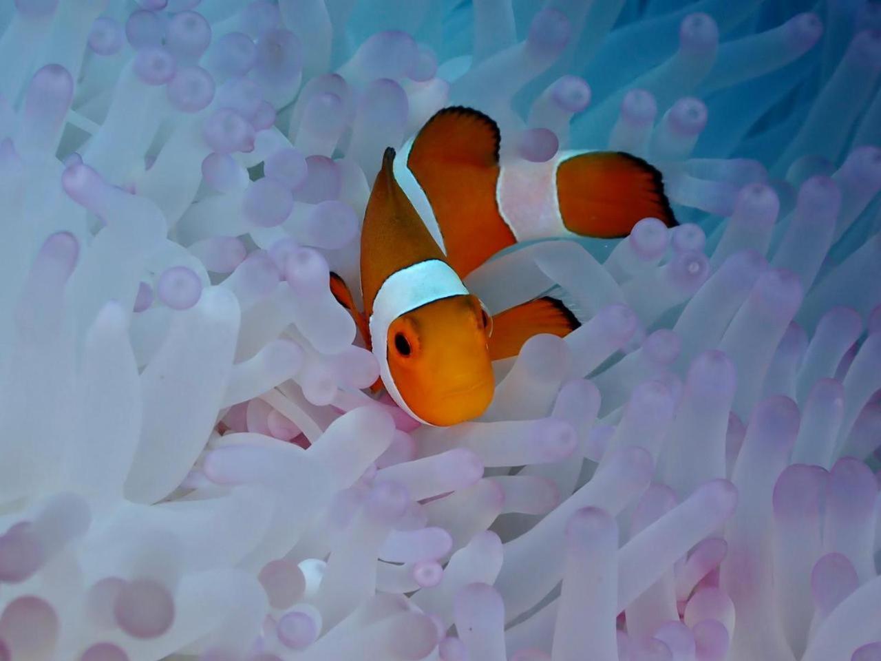 Wai - Raja Ampat *