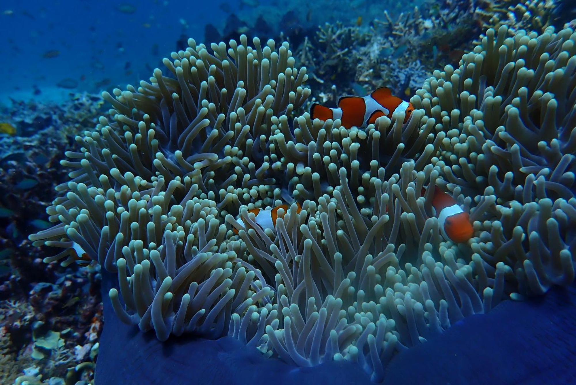 Wai - Raja Ampat * Pulau Birie
