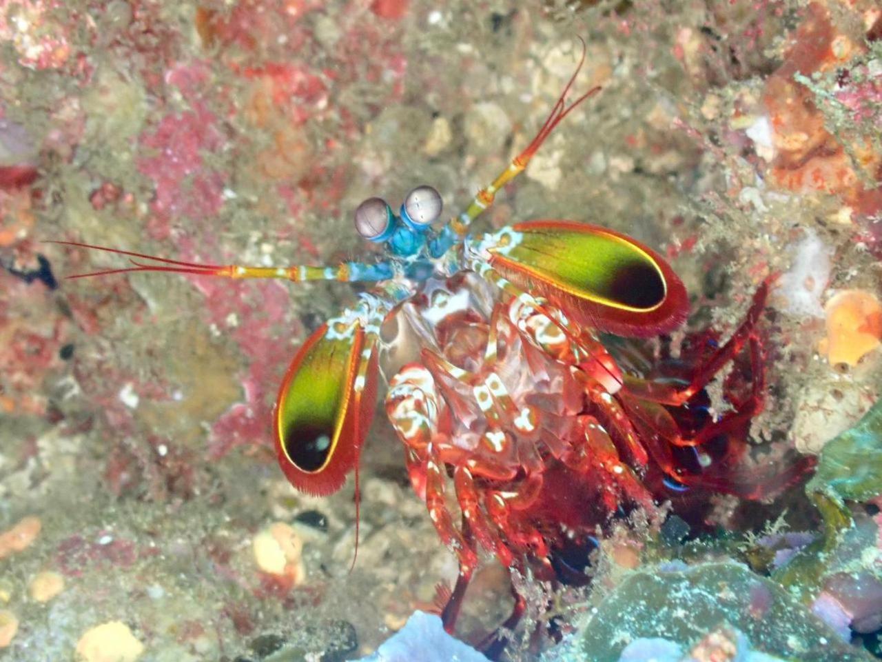 Wai - Raja Ampat *
